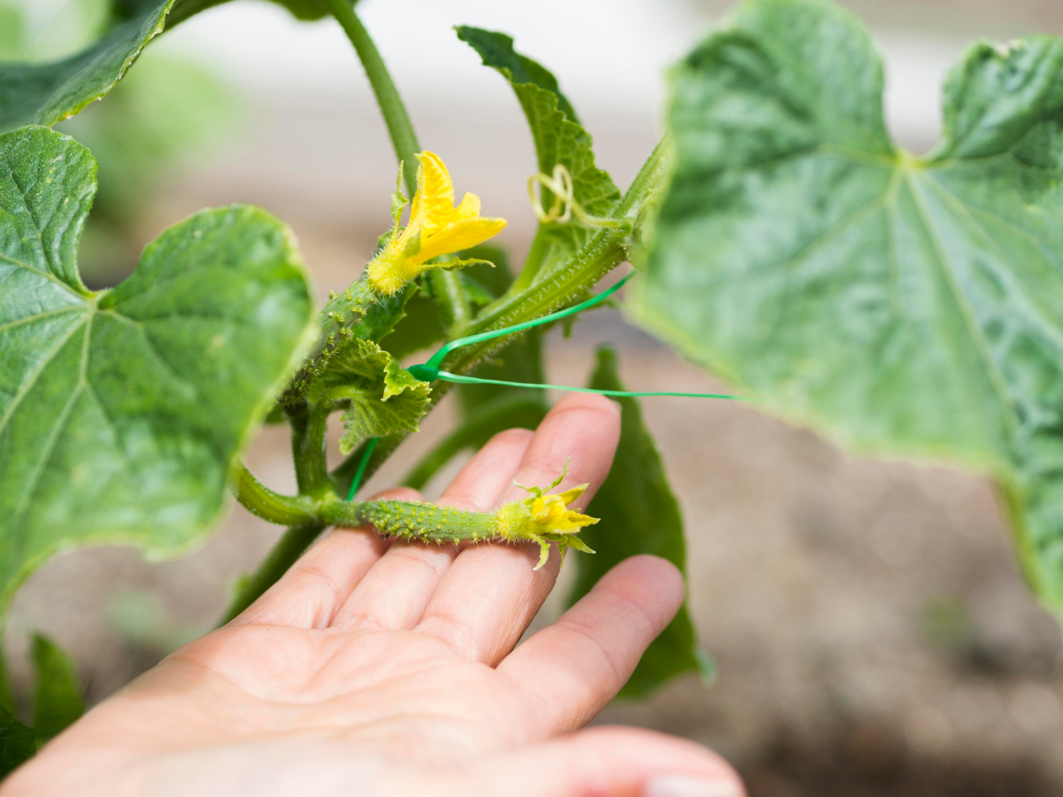 Ghid complet pentru cultivarea castraveților într-un solar