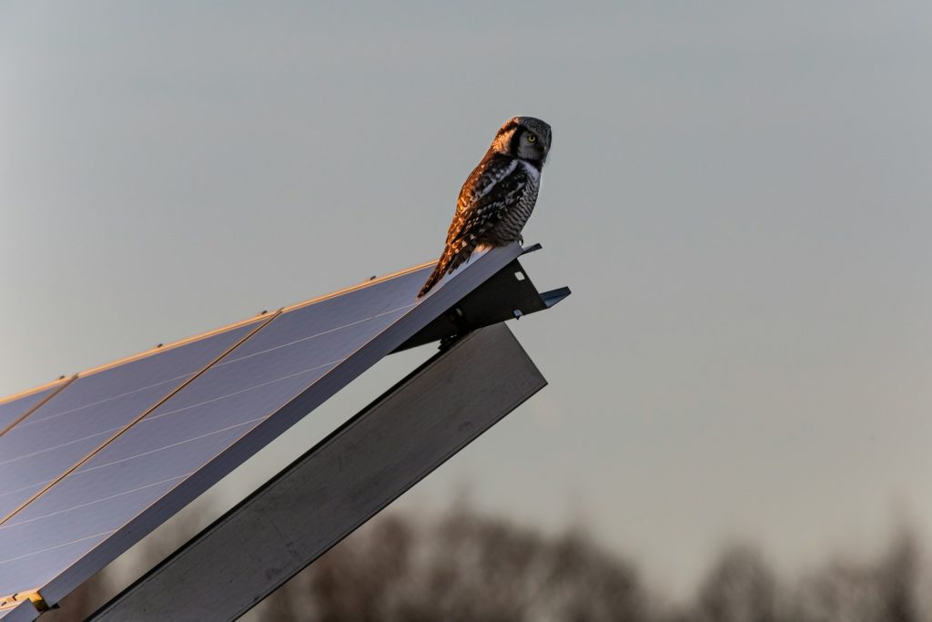 panouri fotovoltaice industriale