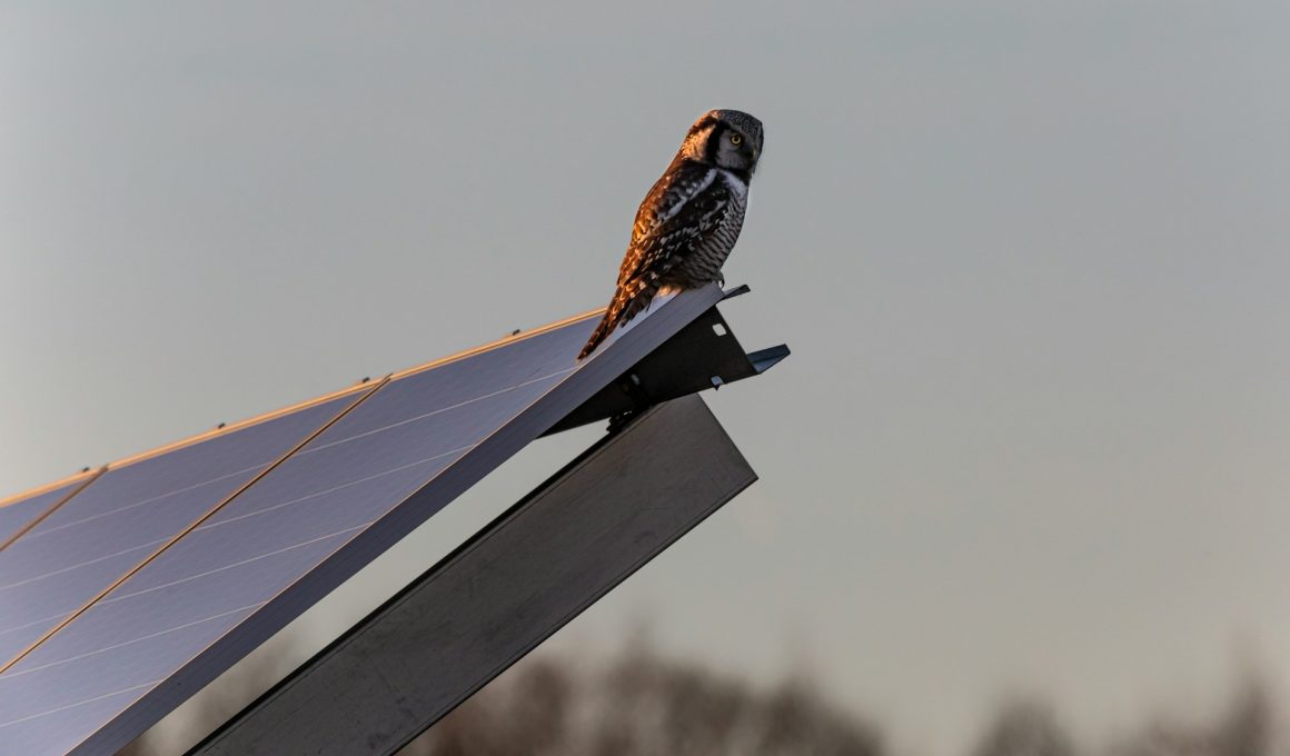 panouri fotovoltaice industriale