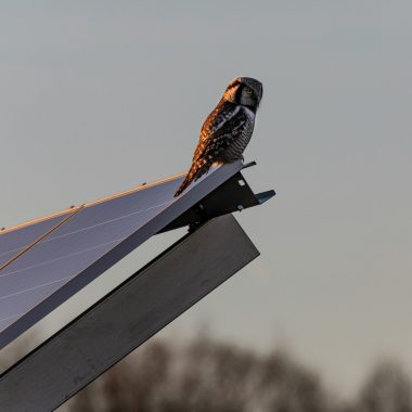 panouri fotovoltaice industriale